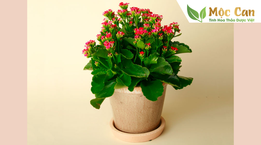 Các loại thảo dược cực tốt nên trồng tại nhà 2